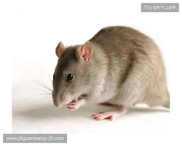 血流成河：现代社会中血腥事件的预防措施与公共安全策略